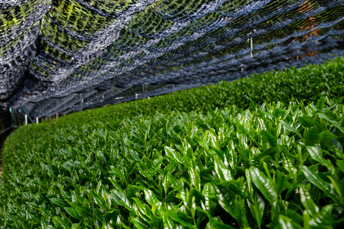 Tea fields in Kyoto
